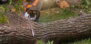 Professional Tree Removal in Olcott, NY