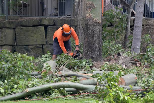 Reliable Olcott, NY Tree Removal Solutions