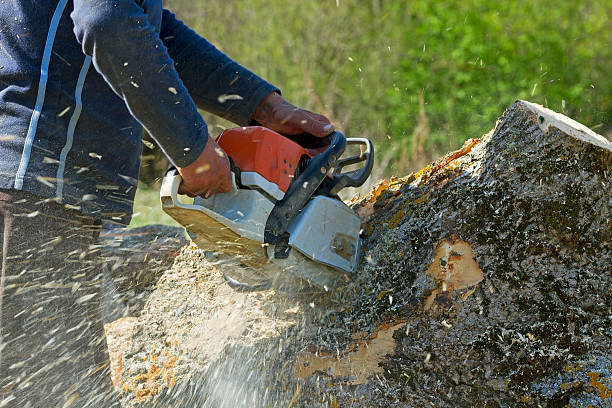 Best Utility Line Clearance  in Olcott, NY